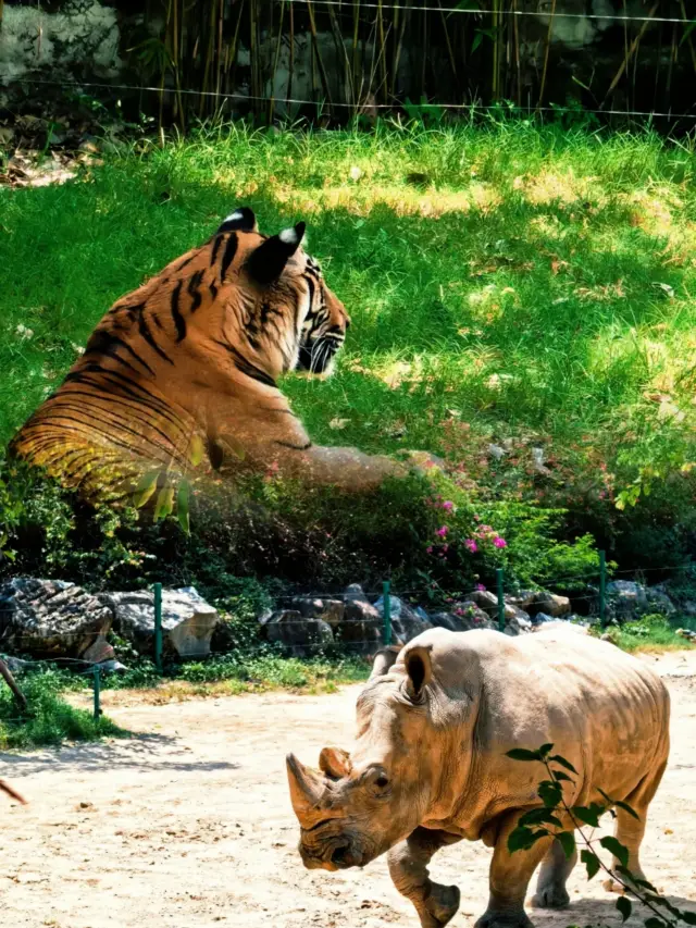 "Nha Trang Day 3 Guide: Water Park → Theme Park → Safari → Ferris Wheel"