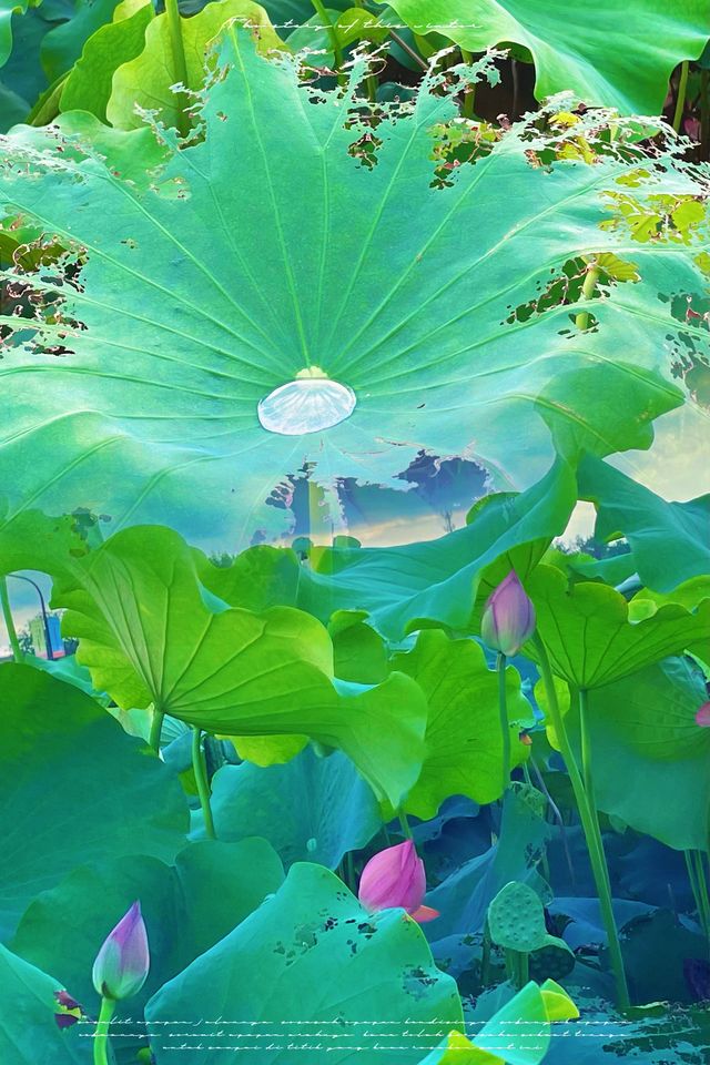 義烏植物園荷花季！美到令人驚嘆！