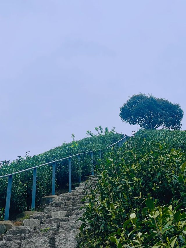 奔赴安吉山水畫卷！君瀾度假酒店解鎖詩意棲居新體驗
