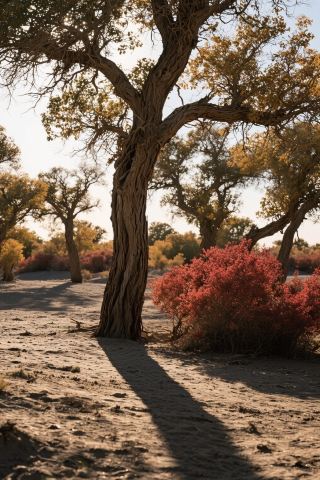 Must-Visit in Karamay! Step into a Golden Fairy Tale World, the Wuerhe Poplar Forest is Breathtakingly Beautiful