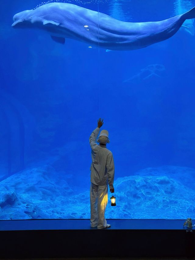 28℃避暑天堂！舟山長喬海洋館2日1夜全攻略