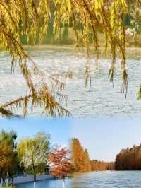 藏住一個超治癒嘅秘密花園今次帶大家打卡上海海灣森林公園