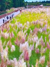 昆明滇池綠道：漫步湖光山色間的生態之旅
