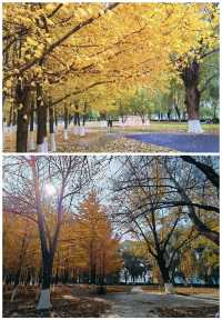 瀋陽瀋水灣公園格桑花海漫遊
