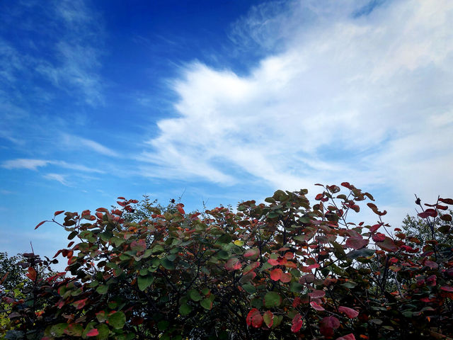 香山紅葉限定指南