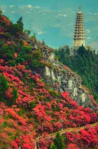 吐血整理三峽紅楓一日遊攻略巫山紅葉美哭我