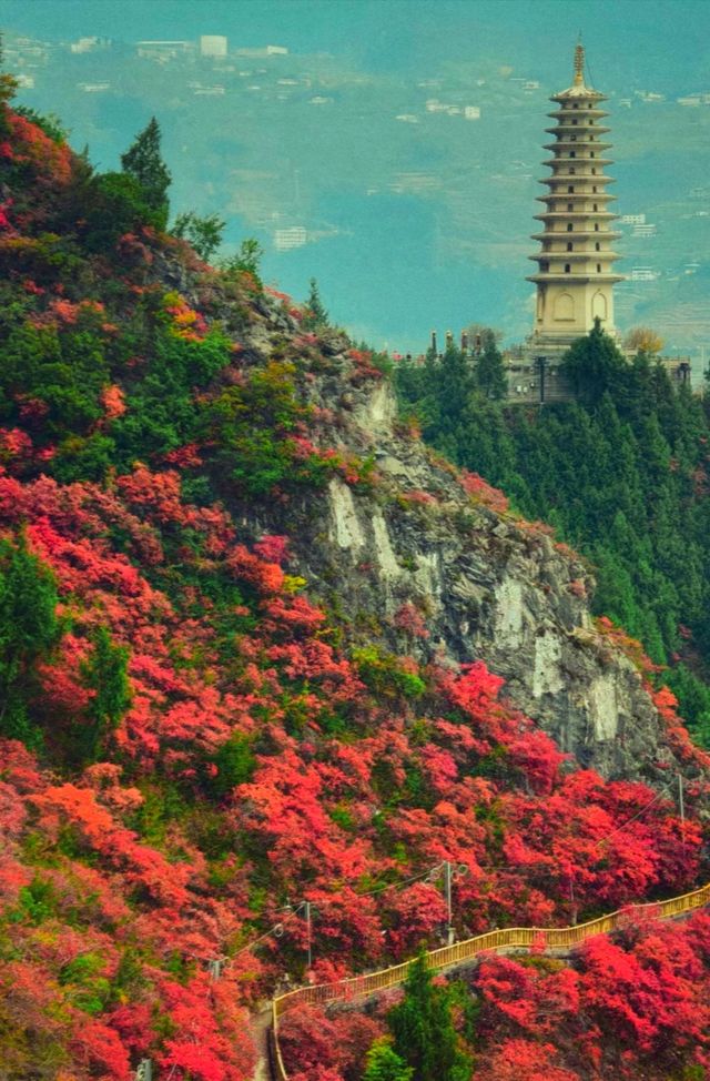吐血整理三峽紅楓一日遊攻略巫山紅葉美哭我