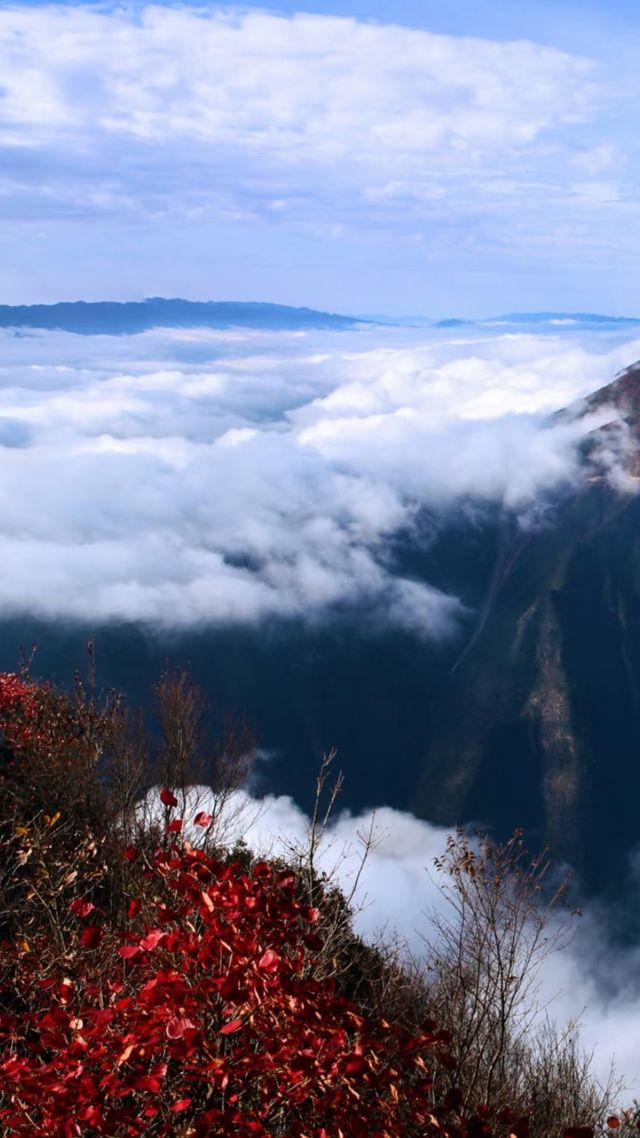 吐血整理三峽紅楓一日遊攻略巫山紅葉美哭我