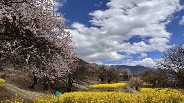 林芝桃花十里夢一遇南迦巴瓦誤終身