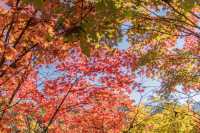 3天玩轉遼東秋日天花板！本溪紅葉封神之旅