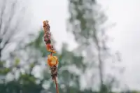 建水十七孔橋