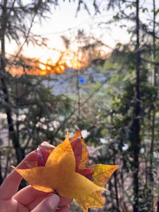 天台山秋色太絕了！這個11月必打卡的寶藏地