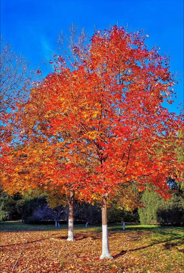 奧森賞秋攻略粉黛子·銀杏·花海·紅葉… 奧森賞秋攻略粉黛子·銀杏·花海·紅葉…