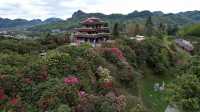 滇黔自駕遊(37)地球彩帶世界花園-百里杜鵑