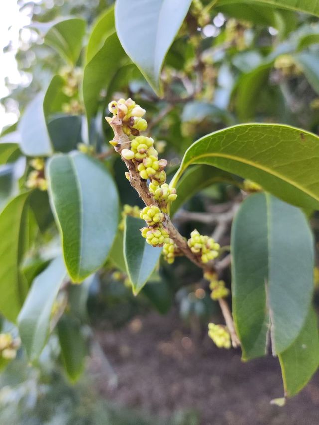 上海植物園桂花開啦!秋天的第一場香氣暴擊 上海植物園桂花開啦!秋天的第一場香氣暴擊