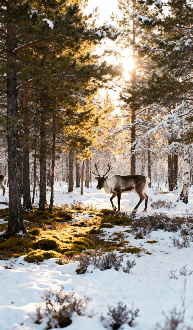 11月大興安嶺封神攻略！-30℃的冰雪仙境