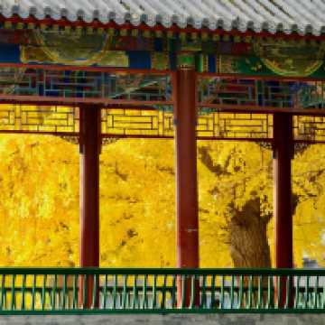 🍁주총 공원, 자금성보다 아름다운 은행나무 벽담