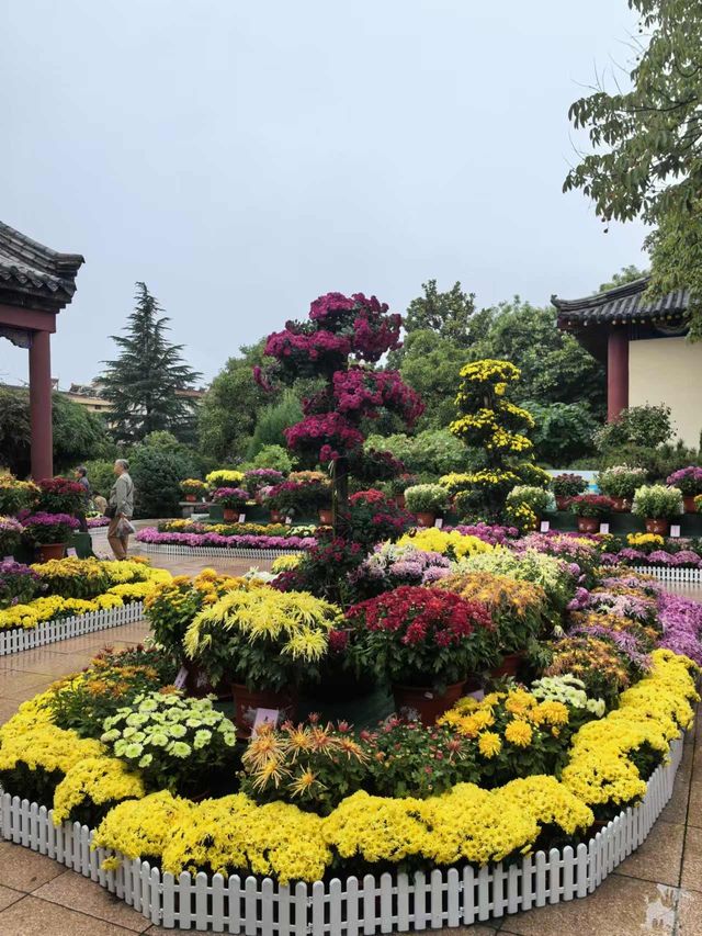 廣生泉菊展賞花攻略錯過等一年