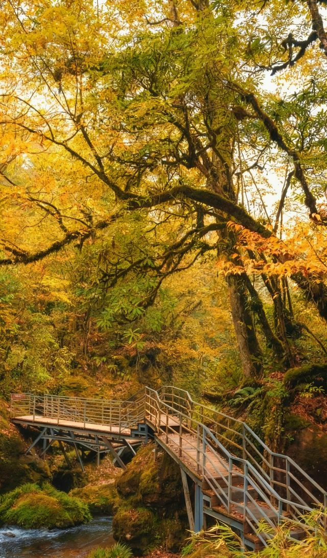 成都周邊2.5h，秋日童話限時返場！