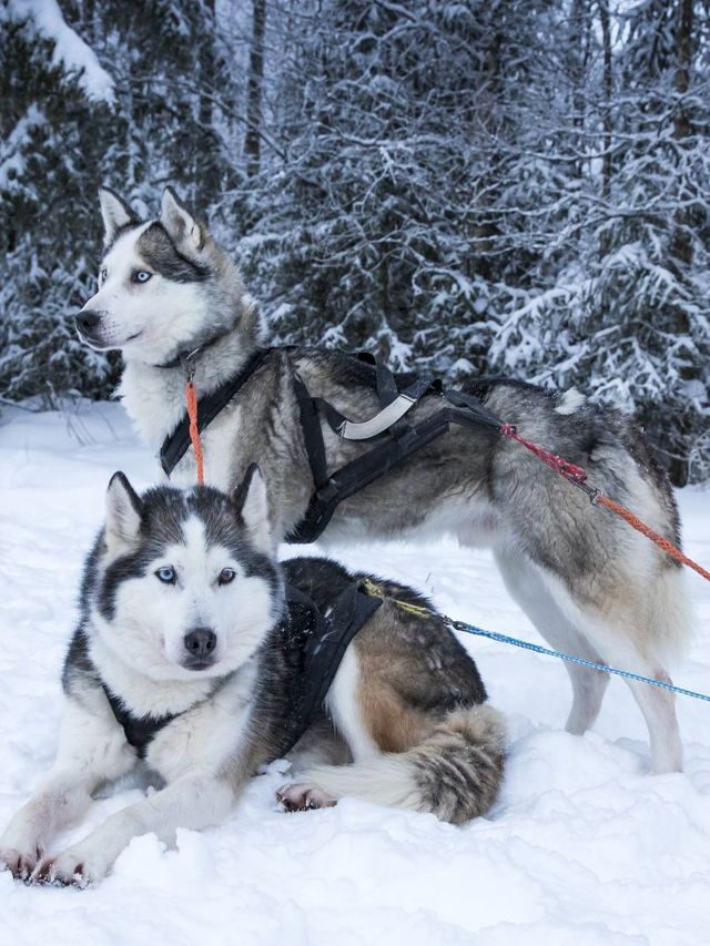 秋天北歐連遊這份攻略不看後悔