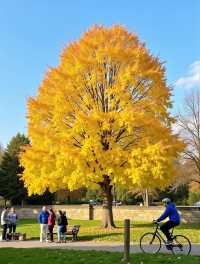 甘肅隱藏彩林秘境錯峰包場「隴上小九寨」