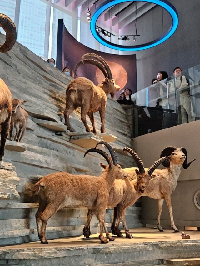 Shanghai Natural History Museum: Dinosaur Vibes & Stunning Artwork 🦖🦋 Shanghai Natural History Museum: Dinosaur Vibes & Stunning Artwork 🦖🦋