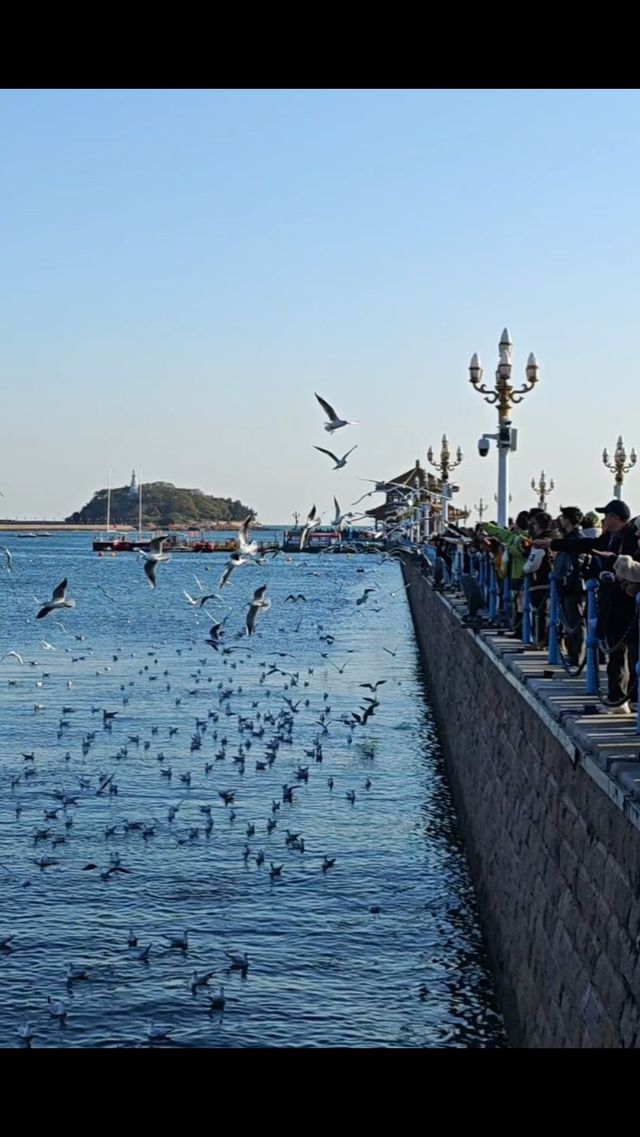 青島|人人喜愛的海鷗又回來啦餵海鷗真好玩