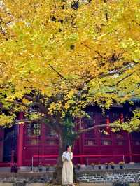 為了這扇秋日限定的窗，我專門去了趟崇州