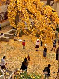 銀杏季現代古建同框