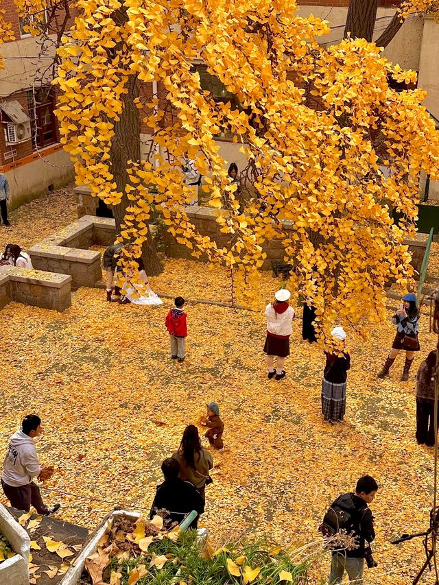 銀杏季現代古建同框