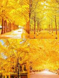 就在廣東1h直達親子溫泉銀杏兩日遊