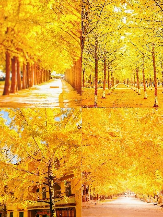 就在廣東1h直達親子溫泉銀杏兩日遊