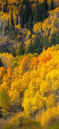 霜染亞布力：楓林藏小徑，暖居枕秋聲