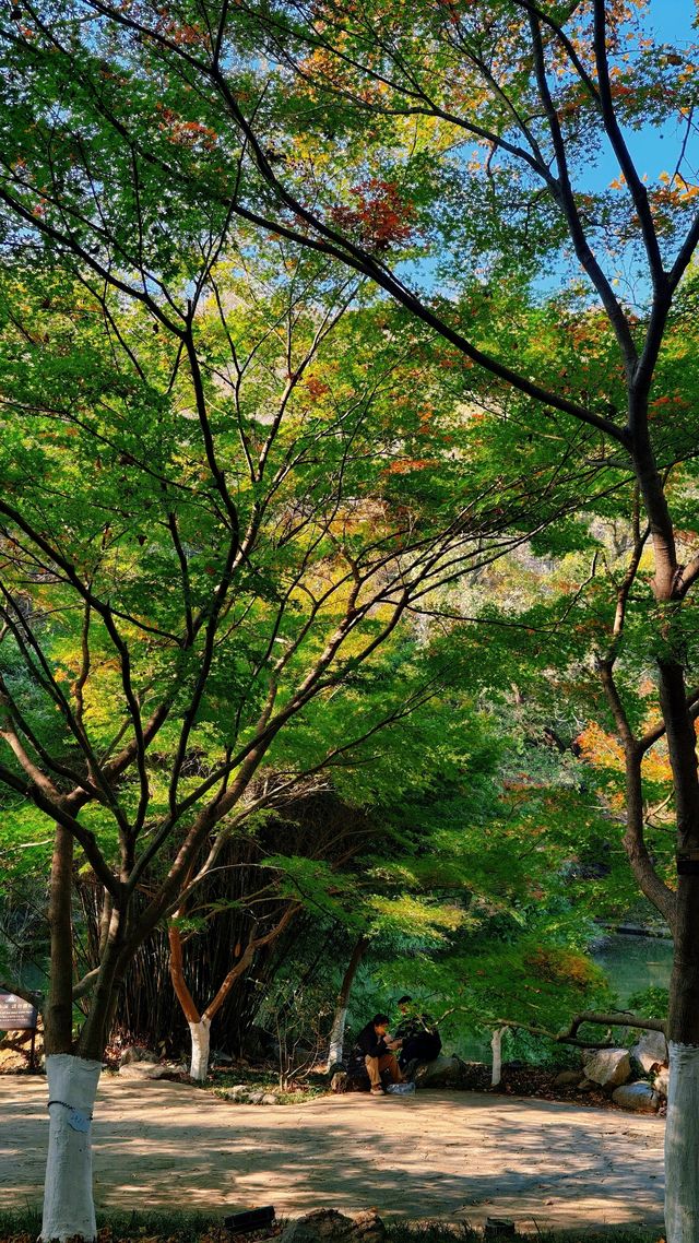 南京棲霞山秋色實測｜銀杏金黃楓葉漸變，下週顏值巔峰！