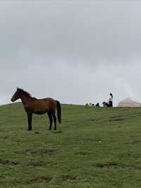 逃離城市計劃盤州烏蒙大草原自駕遊太治癒了！ 從鋼筋森林到遼闊草原，在攜程下單包車直接衝往烏蒙大草