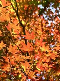 莫干山賞楓攻略不早起錯過整個秋天!