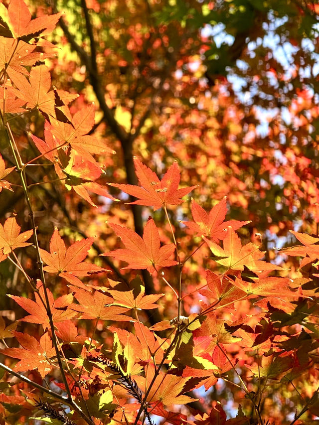 莫干山賞楓攻略不早起錯過整個秋天! 莫干山賞楓攻略不早起錯過整個秋天!