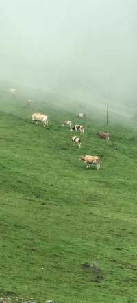桃花江畔都市秘境