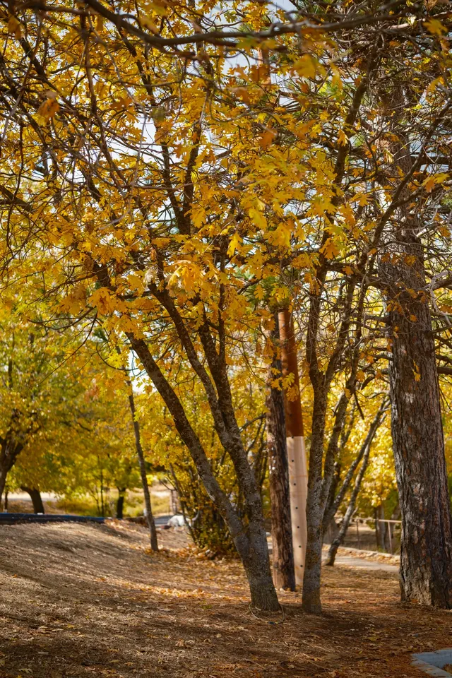 “南加無秋？”我不這麼認為喔
