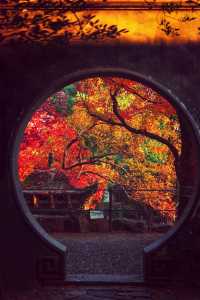 江浙滬的秋,是把調色盤潑向了人間