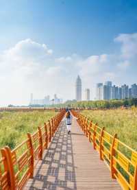 武漢賞菊全攻略!第一次去的你必看