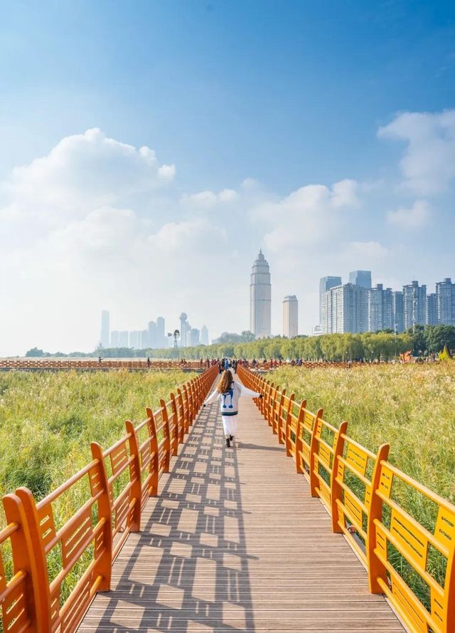 武漢賞菊全攻略!第一次去的你必看 武漢賞菊全攻略!第一次去的你必看