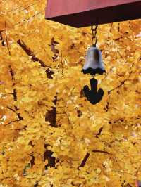 金秋寺廟C位出道保定這個小眾古寺的銀杏美哭了