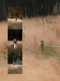 金色的粉黛是冬季的明信片