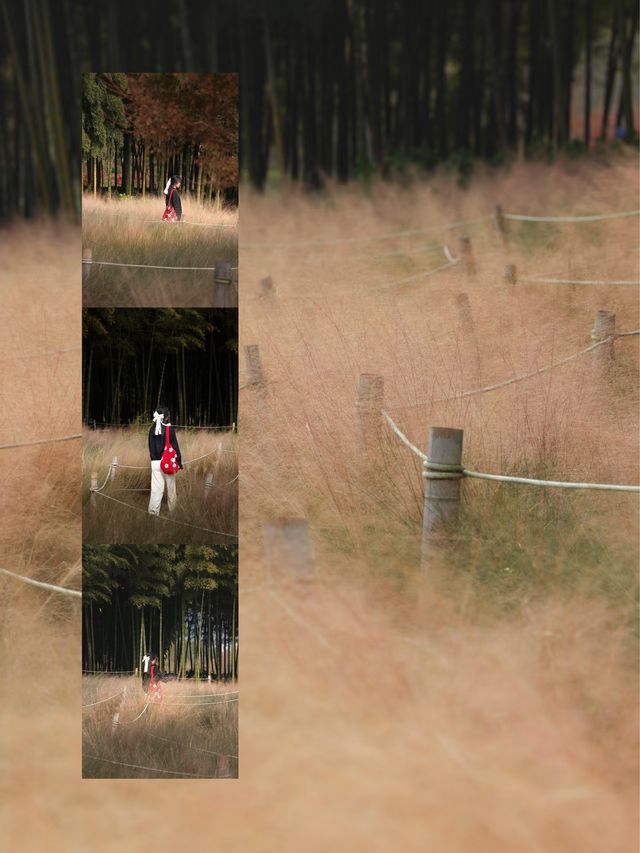 金色的粉黛是冬季的明信片 金色的粉黛是冬季的明信片