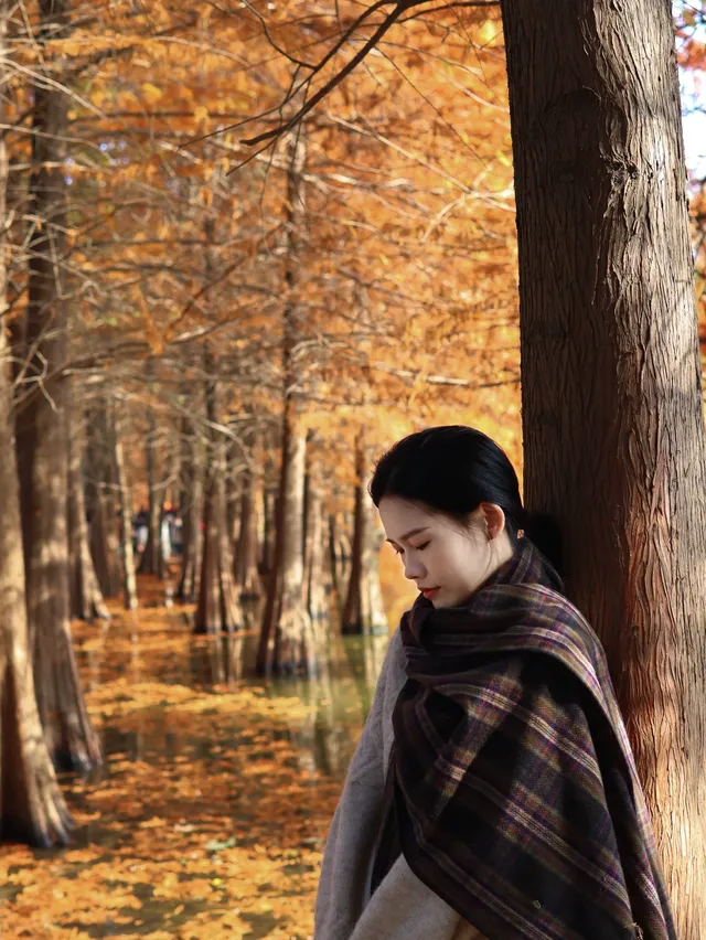 12.1明孝陵實況,落羽杉美到失語了 12.1明孝陵實況,落羽杉美到失語了