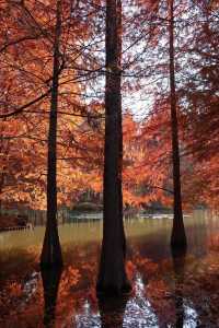 南京秋色天花板在這