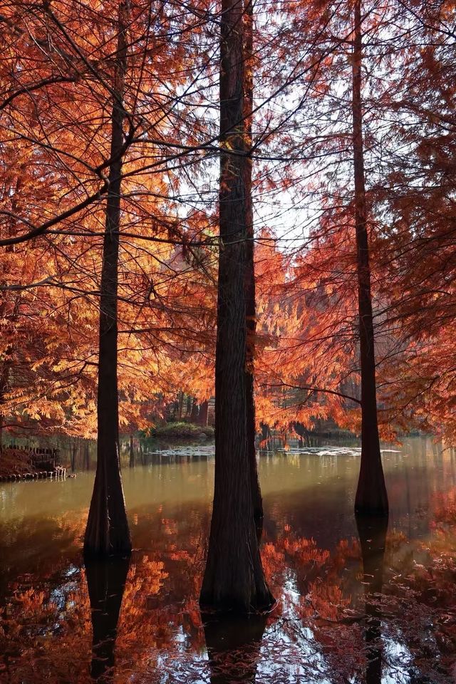 南京秋色天花板在這 南京秋色天花板在這