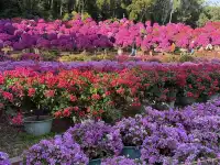 深圳的秋天 請來蓮花山公園大口吸氧吧