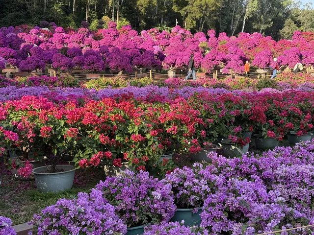 深圳的秋天 請來蓮花山公園大口吸氧吧